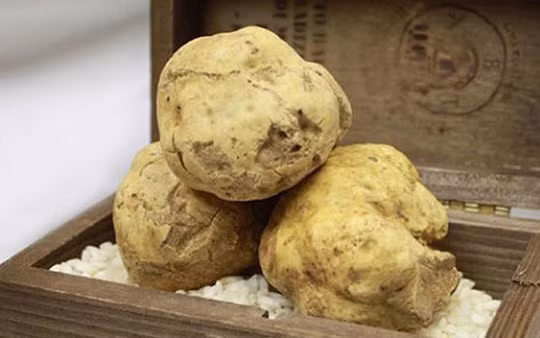 Nấm Truffle có hai loại là Truffle trắng và Truffle đen. Nấm Truffle trắng có vị ngọt, mùi thơm rất kỳ lạ và được gọi là “nấm kim cương”.