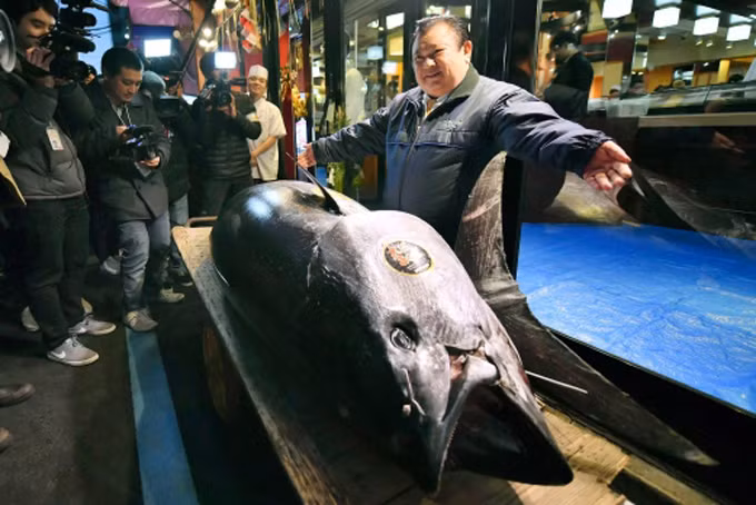 Trong phiên đấu giá đầu năm 2019 diễn ra tại chợ cá mới Toyosu ở thành phố Tokyo, con cá ngừ nặng 278 kg được bán ra với giá 3,1 triệu USD (hơn 71 tỷ đồng).