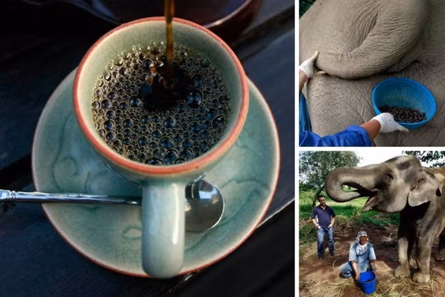 Loại cà phê này được sản xuất tại vùng núi thuộc tỉnh Chiang Rai phía Bắc Thái Lan. Những con voi sẽ làm nhiệm vụ ăn và thải ra hạt cà phê, axit trong ruột voi sẽ loại bỏ protein - nguyên nhân tạo ra vị đắng trong hạt cà phê.