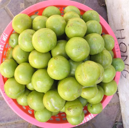 Bên cạnh mận hậu có vỏ đỏ, tím, Lào Cai còn có loại mận vỏ xanh, sờ mềm, ruột vàng ăn có vị chua.