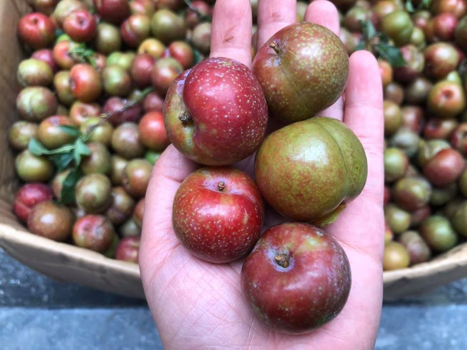 Những quả mận quá xanh hoặc quá chín cũng không nên mua. Thay vào đó chọn loại xen cả màu xanh và đỏ, đều nhau, căng tròn, không bị méo mó và có lớp phấn trắng bao phủ thì đó là mận tươi, ngon.