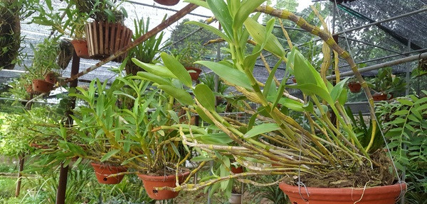 Từ 100 triệu đồng tiền vốn, sau 8 năm nỗ lực, đến nay thành quả anh Minh có là 2 vườn lan có tổng diện tích 1.300m2 với hơn 1.600 giò lan gồm vô số loài lan khác nhau. Trong đó có nhiều loài lan rừng như Nghinh Xuân, Phi Điệp… Ảnh: Dân Việt.