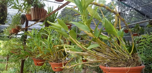 Từ 100 triệu đồng tiền vốn, sau 8 năm nỗ lực, đến nay thành quả anh Minh có là 2 vườn lan có tổng diện tích 1.300m2 với hơn 1.600 giò lan gồm vô số loài lan khác nhau. Trong đó có nhiều loài lan rừng như Nghinh Xuân, Phi Điệp… Ảnh: Dân Việt.