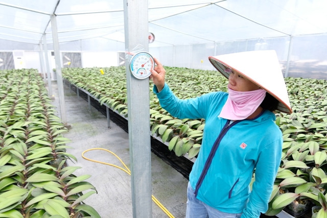 Nhờ trang bị hệ thống nhà màng, nhà lưới, làm mát...mà bên trong khu vườn lan rất mát mẻ dù ngoài trời nắng nóng. Ảnh: Kinhtedothi.