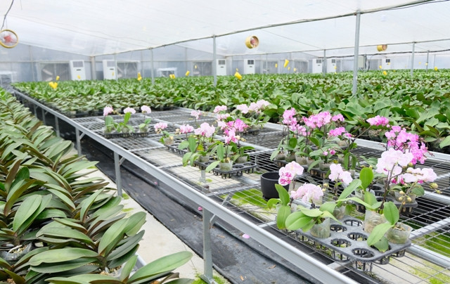 vườn hiện có khoảng từ 30 đến 40 màu hoa các loại như trắng, vàng, hồng, đỏ, tím... Ảnh: Kinhtedothi.