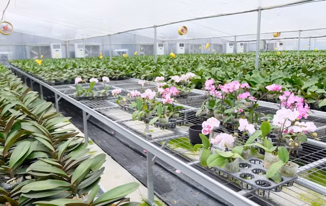 vườn hiện có khoảng từ 30 đến 40 màu hoa các loại như trắng, vàng, hồng, đỏ, tím... Ảnh: Kinhtedothi.