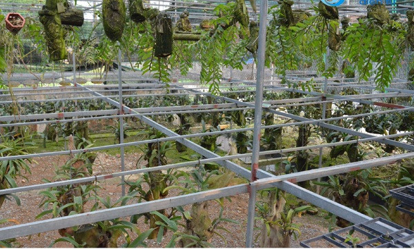 Vườn lan của anh Long có hơn 2.000 gốc lan với hơn 30 loại, lấy giống từ các rừng tự nhiên trong nước và Lào, Thái Lan, Myanma...Ảnh: Baohatinh.