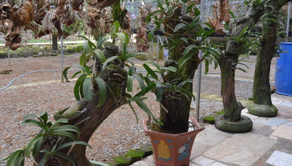 Để có được vườn lan quý, anh Long đã bắt đầu công việc từ những chuyến tìm kiếm, sưu tầm, thiết kế những mẫu gỗ làm giá bám cho các loại lan rừng rồi ghép chồi lan cho đẹp mắt. Ảnh: Baohatinh.