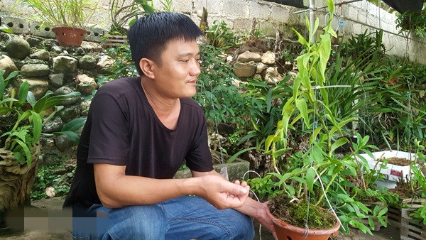 Có niềm đam mê đặc biệt với hoa lan, nhất là phong lan rừng, anh Phạm Công Minh (thị trấn Lộc Bình, huyện Lộc Bình, tỉnh Lạng Sơn) đã sưu tầm, gây dựng nên vườn lan rừng độc đáo với nhiều loài quý hiếm. Ảnh: Dân Việt.