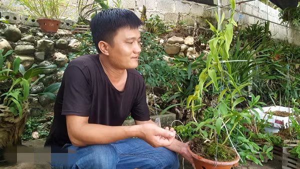 Có niềm đam mê đặc biệt với hoa lan, nhất là phong lan rừng, anh Phạm Công Minh (thị trấn Lộc Bình, huyện Lộc Bình, tỉnh Lạng Sơn) đã sưu tầm, gây dựng nên vườn lan rừng độc đáo với nhiều loài quý hiếm. Ảnh: Dân Việt.