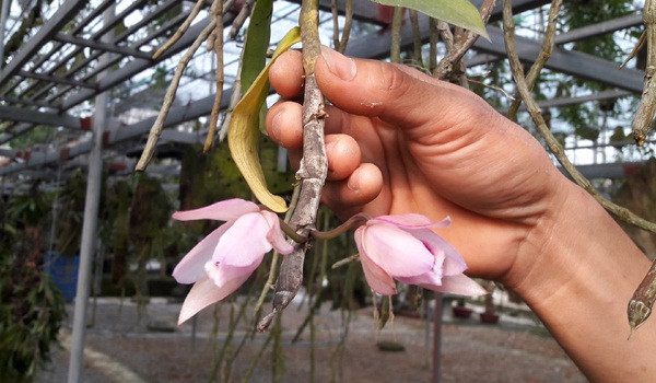 Phi Diệp tím - loại lan rừng khó tính được anh Long trồng với số lượng lớn. Giỏ lan Phi Điệp tím loại nhỏ giá 1 triệu đồng, giỏ nhiều cây trung bình giá hơn 6 triệu đồng. Ảnh: Baohatinh.