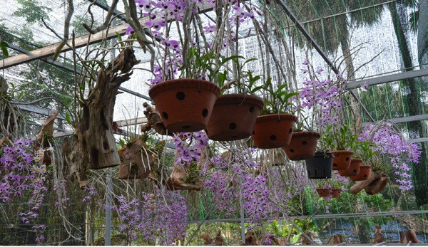 Tại thôn Nhân Hòa (xã Thạch Tân, Thạch Hà, Hà Tĩnh), ông chủ 8X Nguyễn Văn Long (sinh năm 1984) lập nghiệp tại quê nhà với vườn lan rừng rộng hơn 300m2 ở tuổi 32. Ảnh: Baohatinh.