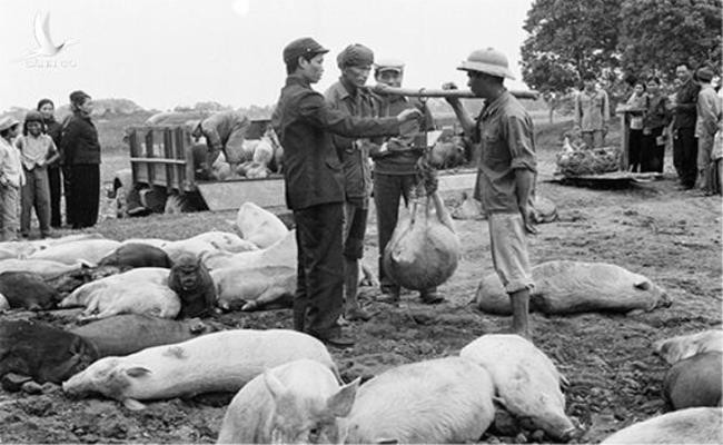 Vào thời đó , su hào có giá một đồng một quả; khoai lang 22 đồng một yến; mì 85 đồng một yến; rau muống lợn 1 đồng 5 hào một mớ...Ảnh tư liệu.