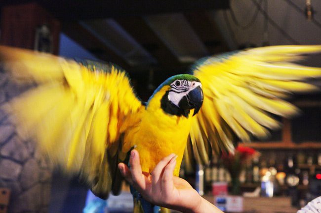 Nhiều đại gia Việt cũng không ngại ngần chi hàng nghìn USD để thỏa mãn thú chơi vẹt Nam Mỹ sặc sỡ. Ảnh: Dân Việt. Video: Những khoảnh khắc bình yên với thú chơi chim cảnh. Nguồn: VTC14