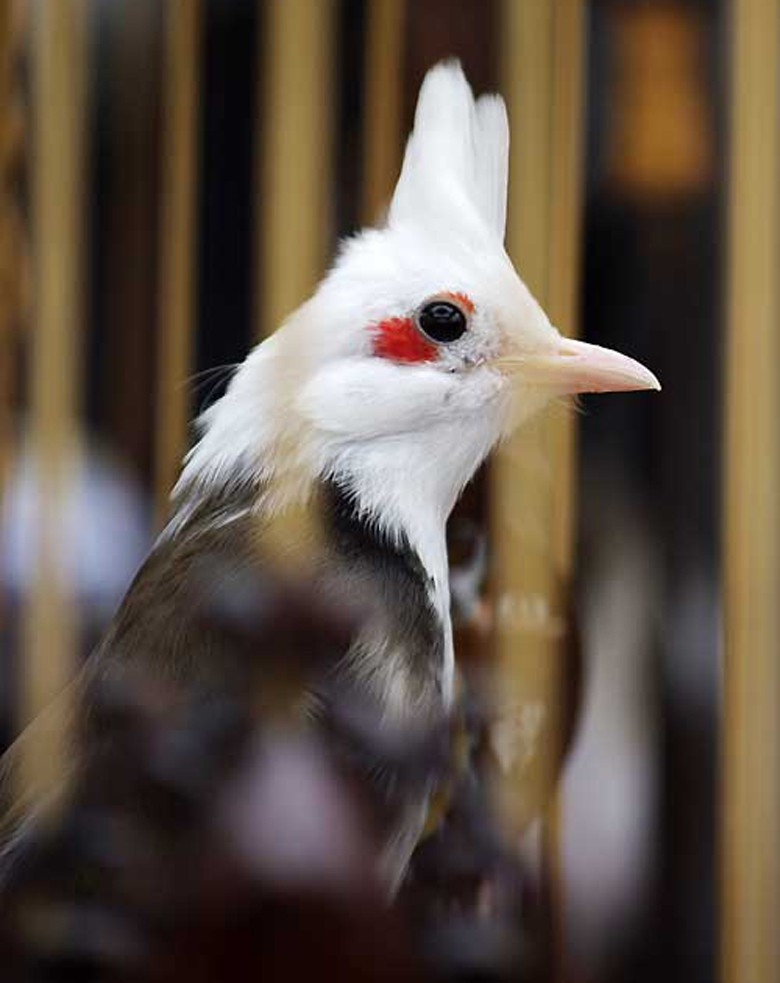 "Nữ hoàng" chào mào này từng được hỏi mua giá 300 triệu đồng. Ảnh: VietnamNet.