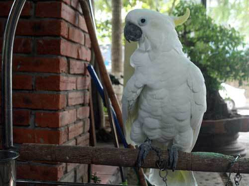 Chú vẹt Úc lông trắng, mào vàng độc nhất vô nhị ở Đà Nẵng giá hơn 2.000 USD. Ảnh: Vietnamnet.