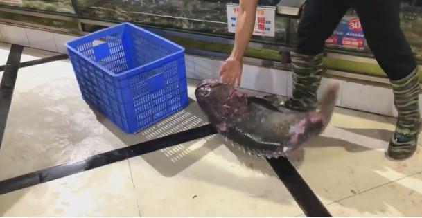 Loại cá này thường nặng từ 20 - 150kg. Cá càng to, giá càng cao bởi chất lượng thịt sẽ ngon. Ảnh: Haisanbiendong.