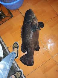 Theo người bán, cá song vang ngon nhất là làm gỏi, bụng và da cá chiên giòn, lòng cá nấu thuyền chài, nấu canh chua…Ảnh: Facebook.