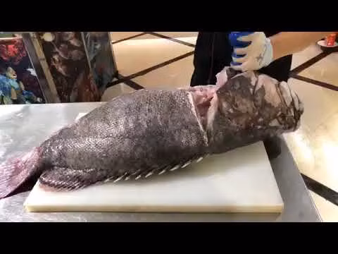 Hiện, giá cá song vang dao động từ 900.000 - 1,5 triệu đồng/kg. Do giá cao và quý hiếm nên loại cá này thường chỉ phục vụ khách đoàn chứ không bán lẻ theo cân. Ảnh: Haisanbiendong.