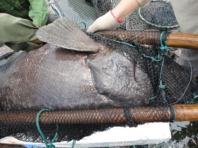 Loại cá này sinh sống tự nhiên ngoài biển nên rất hiếm có. Ảnh: Nongnghiep.