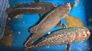 Cá song vang được đánh bắt tự nhiên nên chất lượng thịt rất dai và ngọt, da cá dày ăn vừa ngậy vừa giòn. Ảnh: Haisanbiendong.