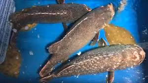 Cá song vang được đánh bắt tự nhiên nên chất lượng thịt rất dai và ngọt, da cá dày ăn vừa ngậy vừa giòn. Ảnh: Haisanbiendong.