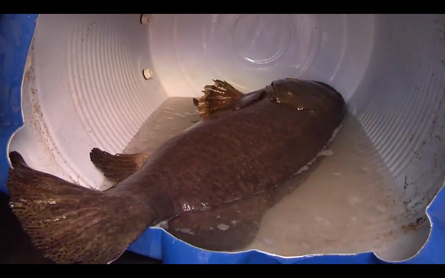 Khách muốn thưởng thức cá song vang đều phải đặt trước qua Facebook, Điện thoại, Zalo. Ảnh: Facebook.