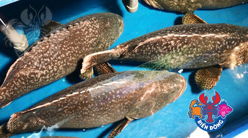 Cá song vang thường sinh sống ngoài khơi gần các đảo lớn như Hoàng Sa, Trường Sa và Song Tử Tây của Việt Nam. Hình thức đánh bắt chủ yếu là câu hoặc kéo lưới. Ảnh: Haisanbiendong.