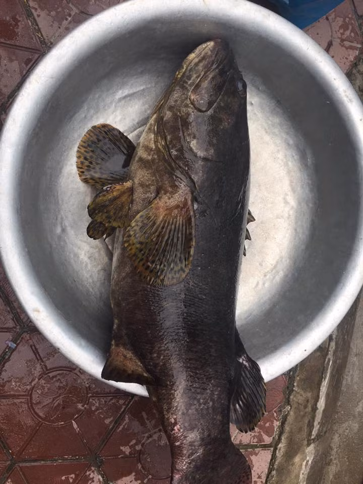 Cá song vang trăm triệu đồng: Nhà giàu Việt chịu chi ăn ngon thế nào? Ca song vang tram trieu dong: Nha giau Viet chiu chi an ngon the nao?