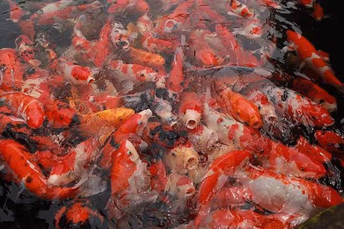 Thậm chí ngay cả ở Nhật Bản, cái nôi của cá Koi, để có một hồ cá Koi như thế này cũng không dễ. Ảnh: Dân Việt.