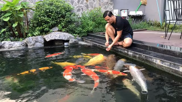Tại quận 2 (TP HCM), một đại gia bất động sản sở hữu hồ có khoảng 70 chú cá Koi “hàng khủng”, có tổng giá trị lên tới gần 14 tỷ đồng. Ảnh: Dân Việt.