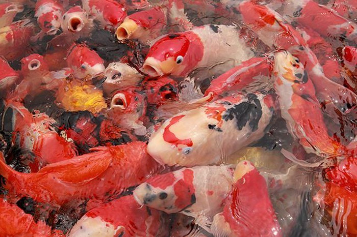 Tổng giá trị của đàn cá Koi này lên tới 10 tỷ đồng. Ảnh: Dân Việt.