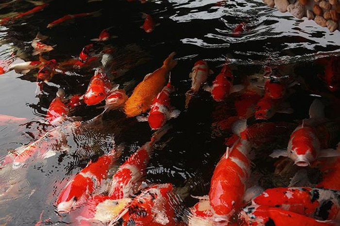 Theo ông Dũng, tại Việt Nam, để tìm ra hồ cá thứ 2, quy tụ nhiều và có những Koi có kích thước lớn, hình thể cân đối, vạm vỡ, màu sắc và hoa văn đẹp mắt như thế này rất hiếm. Ảnh: Dân Việt.