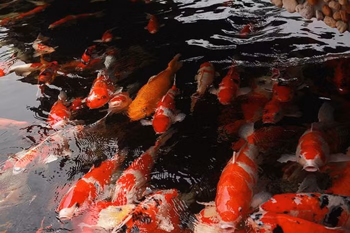 Theo ông Dũng, tại Việt Nam, để tìm ra hồ cá thứ 2, quy tụ nhiều và có những Koi có kích thước lớn, hình thể cân đối, vạm vỡ, màu sắc và hoa văn đẹp mắt như thế này rất hiếm. Ảnh: Dân Việt.