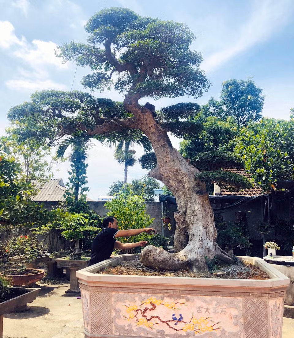 Lúc mua về, cây vẫn chưa có bông, có tán, mọc tự nhiên. 10 năm chăm chút, đến nay, cây duối cổ của ông Đường có dáng Lão mai, đã đạt được cả ba yếu tố "cổ, kỳ, mỹ" mà dân sành chơi cây đặt ra. Ảnh: Báo phú thọ.