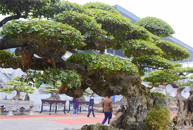 Ông Mai mua cây duối từ một người chơi cây ở Ninh Bình. Sau nhiều năm chăm sóc, uốn nắn, tạo thế, cây mới được đẹp như bây giờ. Ảnh: VTCNews.