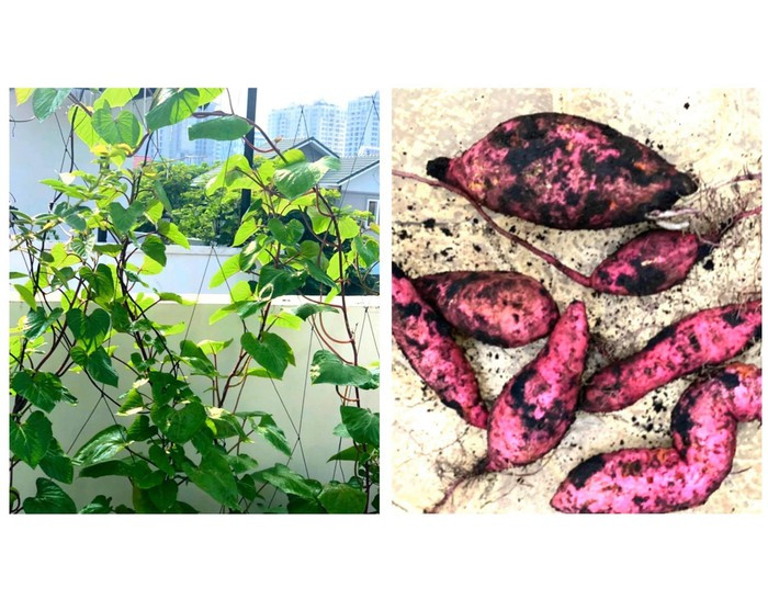 Khoang lang với những củ bụ bẫm.