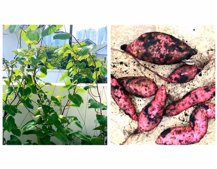 Khoang lang với những củ bụ bẫm.