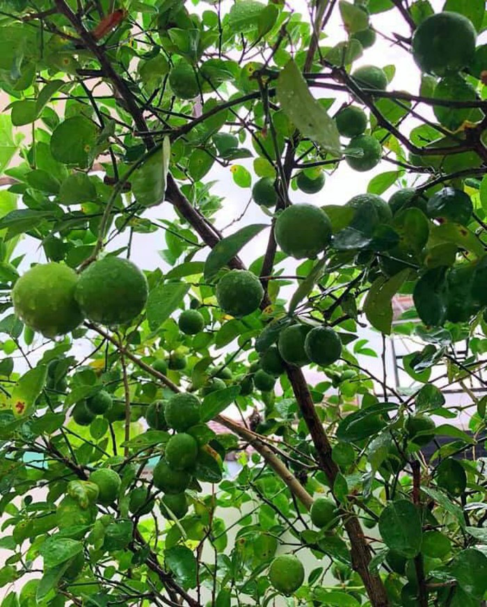 Cây ổi trĩu quả trông thích mắt.