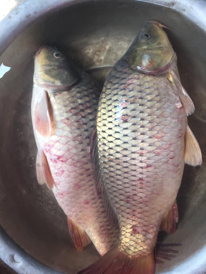 Tất cả người bán đều khẳng định, đó là những con cá chép quê được thả tự nhiên ở ao hồ, sông do người nhà đánh bắt được.