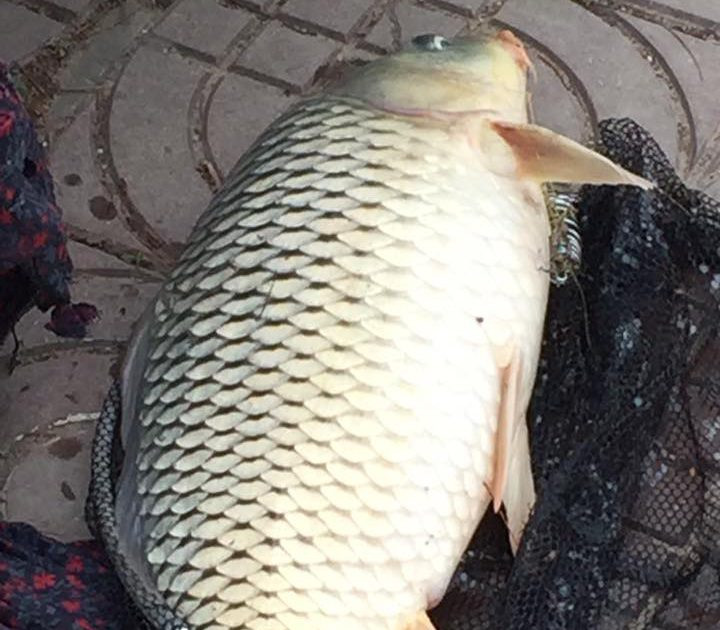 Trong khi đó, cá chép nuôi có bụng to hơn, thân ngắn và thân màu trắng.