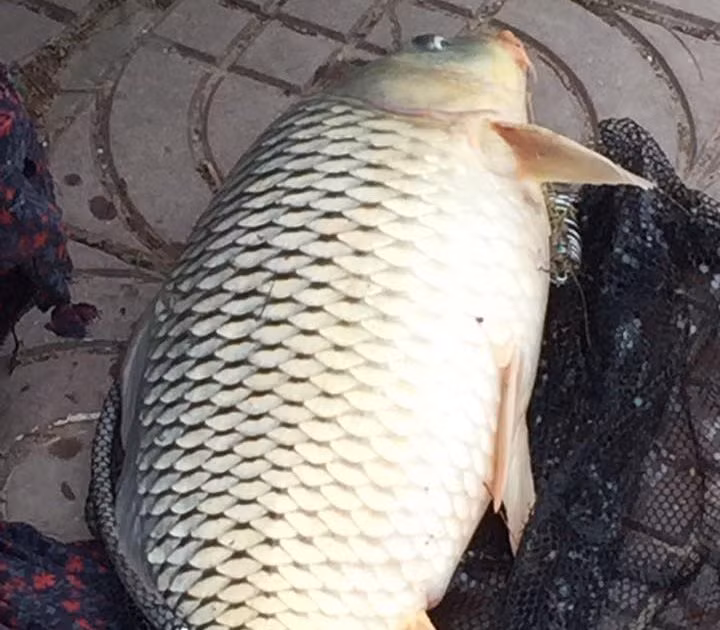 Trong khi đó, cá chép nuôi có bụng to hơn, thân ngắn và thân màu trắng.