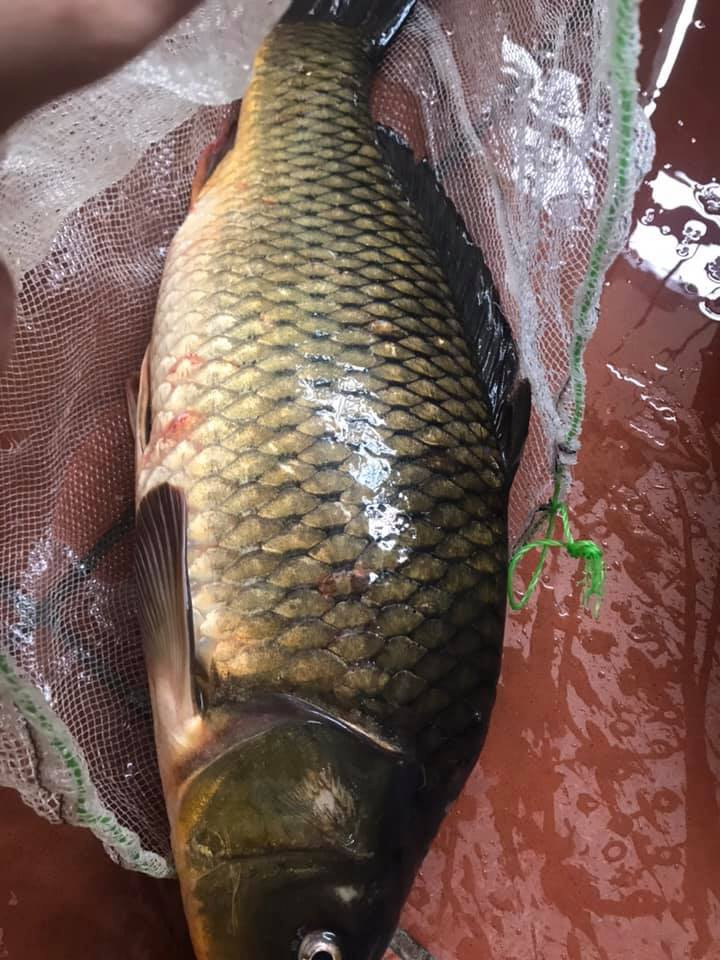 Chị Hà (Thanh Trì, Hà Nội) mua trên mạng được một con cá chép quảng cáo là cá chép đồng 1,5 kg với giá 100.000 đồng/kg. Tuy nhiên, khi nấu canh dưa, chị Hà thấy hương vị không được thơm ngon như cá đồng tự nhiên.