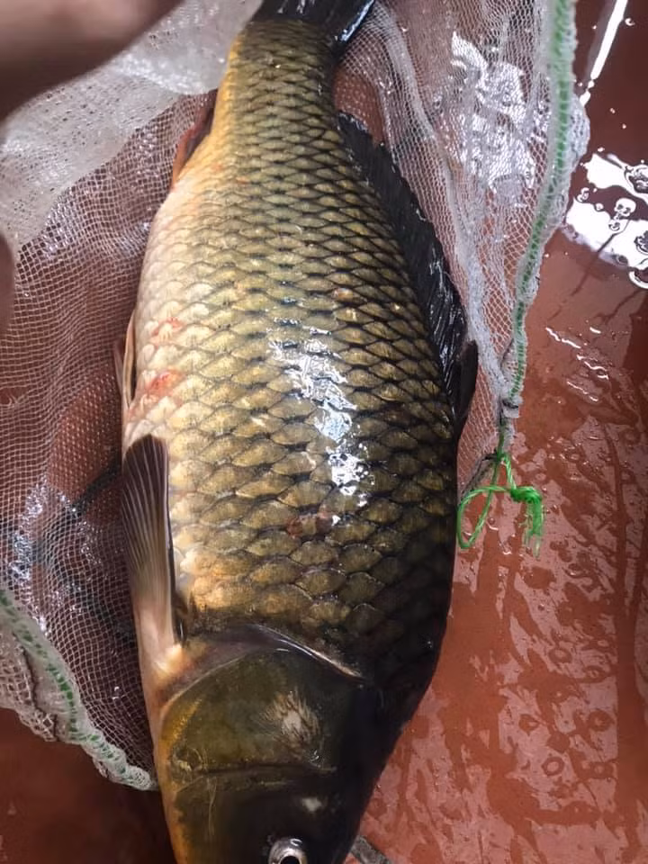 Chị Hà (Thanh Trì, Hà Nội) mua trên mạng được một con cá chép quảng cáo là cá chép đồng 1,5 kg với giá 100.000 đồng/kg. Tuy nhiên, khi nấu canh dưa, chị Hà thấy hương vị không được thơm ngon như cá đồng tự nhiên.