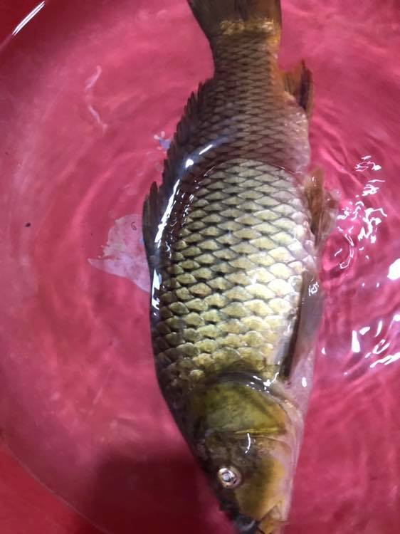 Tương tự, cô Hoa (Hoàng Mai, Hà Nội) cũng cho rằng mình bị mất tiền oan khi mua cá chép sông trên chợ mạng.