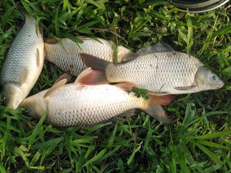 Chị Hà nói: "Người bán khẳng định đó là cá chép đồng tự nhiên nhưng khi nấu cá không ngon như đúng lời quảng cáo. Do đó, tôi nghĩ không loại trừ khả năng người bán "gắn mác" cá sông để hút khách hàng".