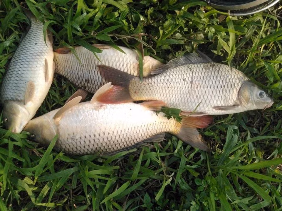 Chị Hà nói: "Người bán khẳng định đó là cá chép đồng tự nhiên nhưng khi nấu cá không ngon như đúng lời quảng cáo. Do đó, tôi nghĩ không loại trừ khả năng người bán "gắn mác" cá sông để hút khách hàng".