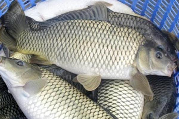 Thêm nữa, cá chép nuôi theo lứa nên các con cá chép sẽ tương đối bằng nhau về cân nặng. Nguồn ảnh: Facebook.