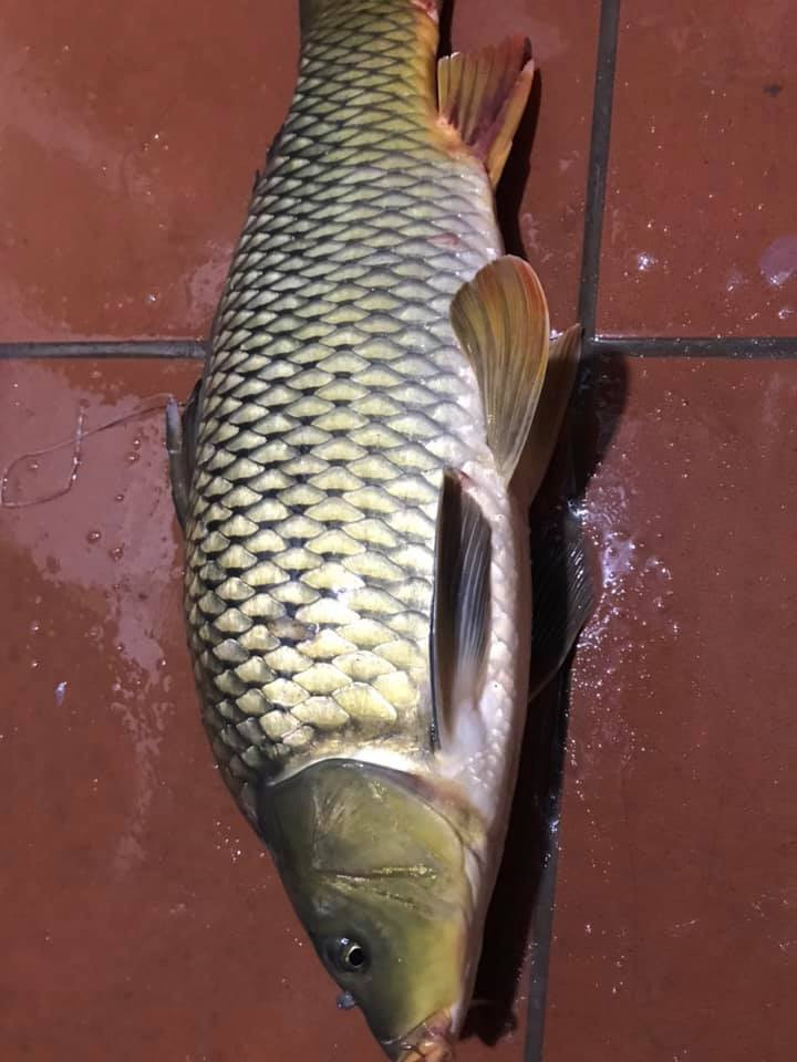 Chia sẻ về điều này, chị Thái (một người bán cá ở Hà Đông) cho biết, diện tích đồng ruộng, sông, suối ngày càng thu hẹp nên hiện rất khó để mua được cá chép tự nhiên.