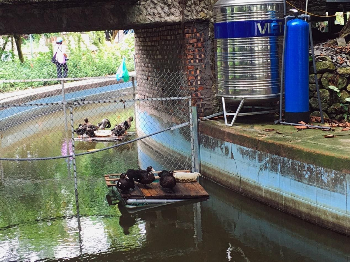 Một góc công viên thành nơi chăn nuôi gia cầm của một số hộ dân sinh sống trái phép trong khuôn viên. Ảnh: Việt Trinh.